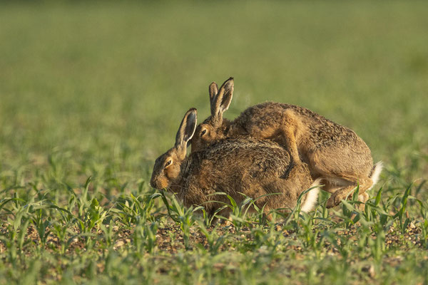 ... und dann wird wieder gerammelt was das Zeug hält.....