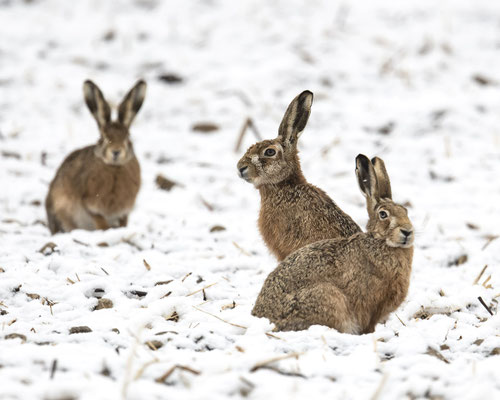 echte Schneehasen :-)