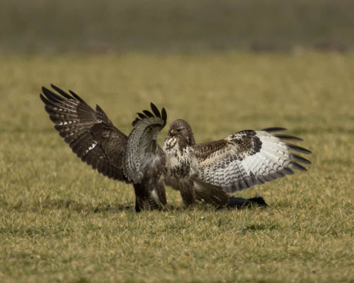 Kampf der Bussarde