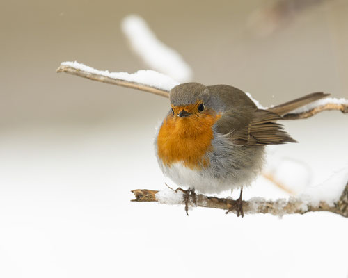 Rotkehlchen im Spätwinter