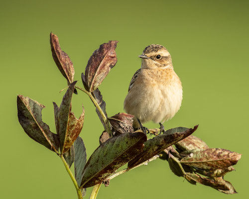 Welch Überraschung - ein Braunkehlchen saß da plötzlich
