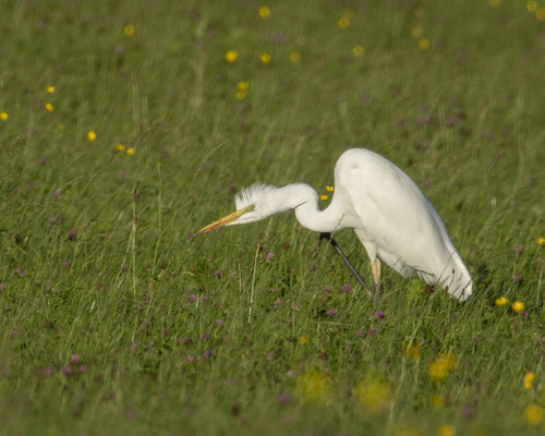 Silberreiher mit Punkerfrisur