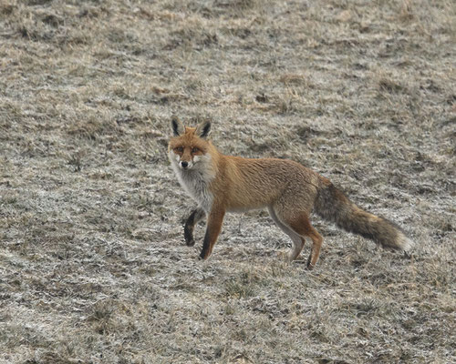 Fuchs im Raureif