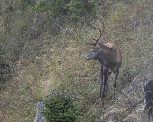 Rothirsch - leider bei miserablem Wetter....