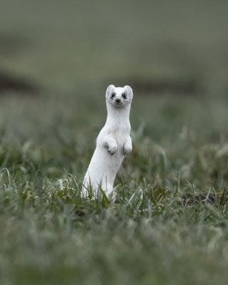 recht zutraulich die Kleine - Micha ist das :-)