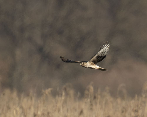 Weibliche Kornweihe 1 Tag bevor sie wieder wegzog....