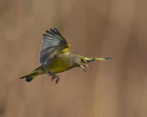 grantelnder Grünfink