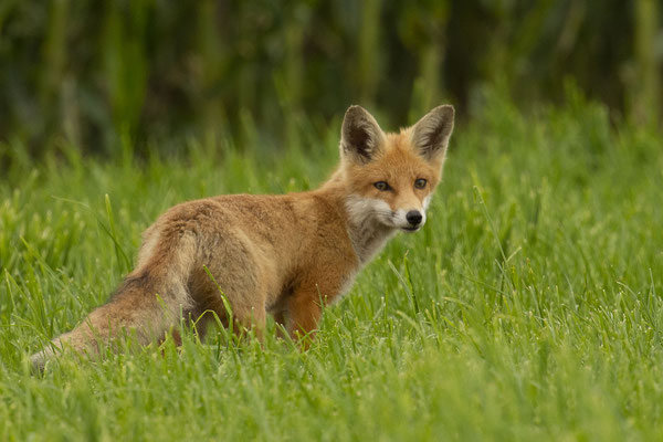 neugieriger Jungfuchs