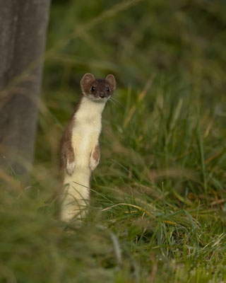 Hermelin noch im Sommerkleid - ob er mir bleibt?