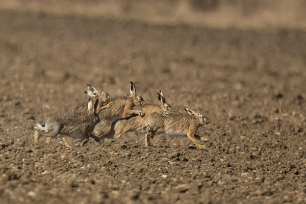 Die Rammelzeit ist im vollen Gang :-)