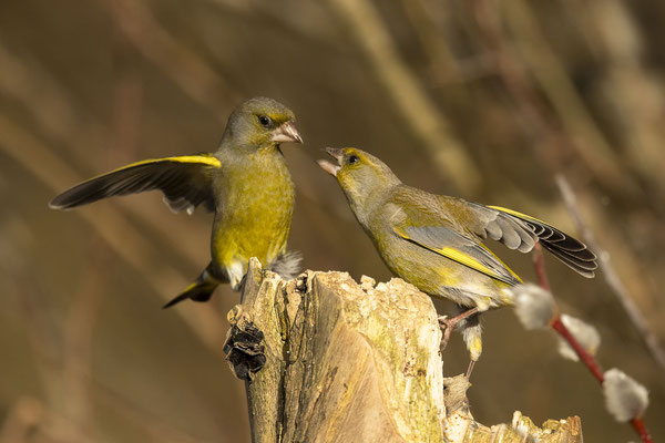 streitende Grünfinken