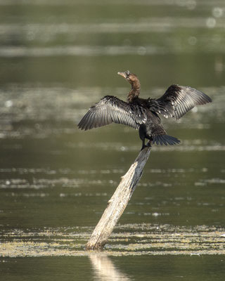 Ganz was seltenes bei uns in Bayern - die Zwergscharbe