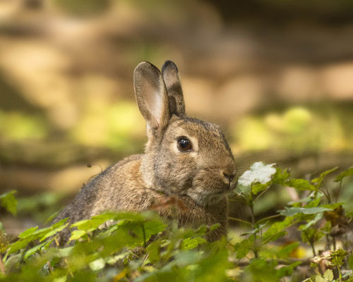 mei Wildkaninchen :-)