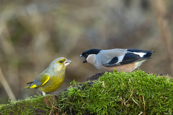 Dompfaff mag den Grünfink nicht