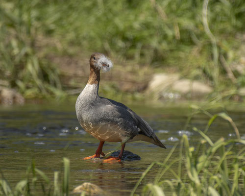 Hochzeitsschmuck vom Gänsesägerweibchen? :-)