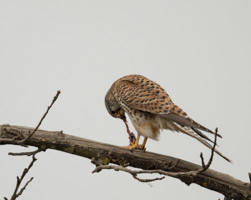 Falkendame verspeist ihre Maus....