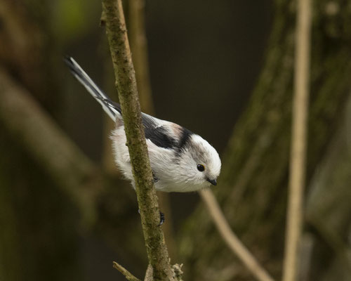 Mei Liebling - a Schwanzmeiserl :-)
