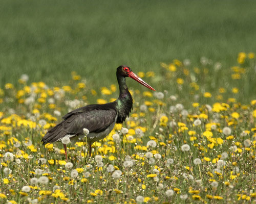 Seltener Gast -Schwarzstorch