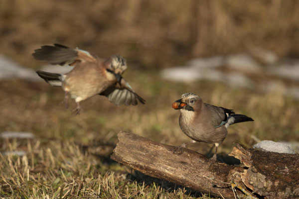 Attacke von hinten :-)