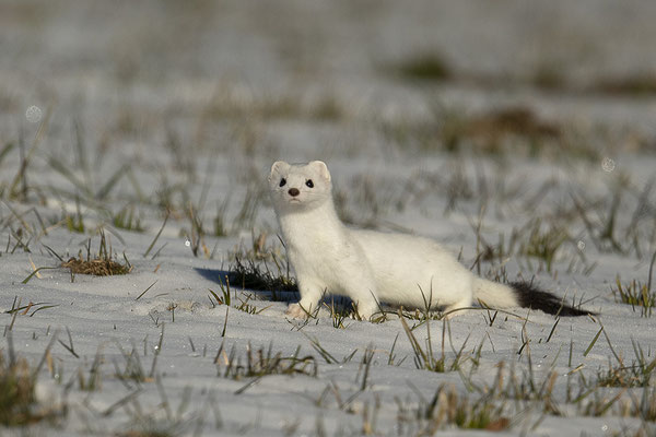 noch ein neues Hermi :-)