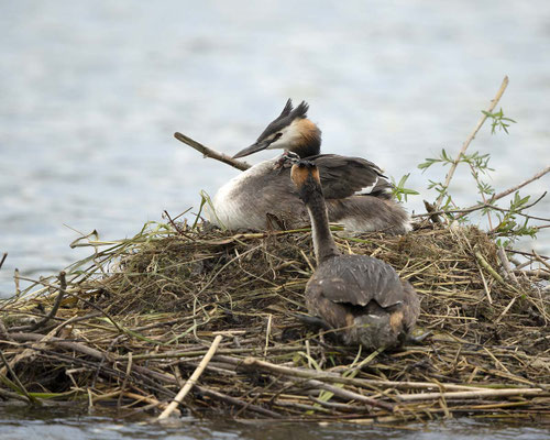 Papa kommt zum Füttern...