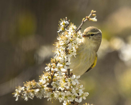Fitis im Blütenmeer - der Frühling ist daaaa!!!