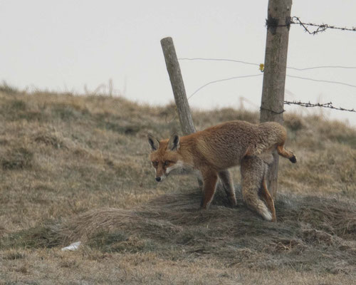 Wir lernen: auch ein Fuchs heb sein Bein beim Pinkeln :-)