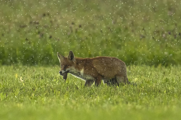 Mein Fuchs fängt seine Mäuse auch bei strömenden Regen :-)