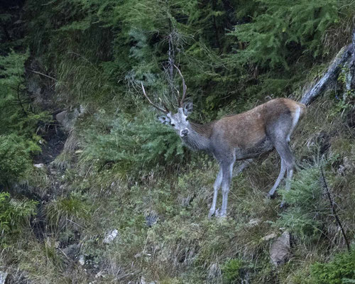 Rothirsch - leider bei miserablem Wetter....
