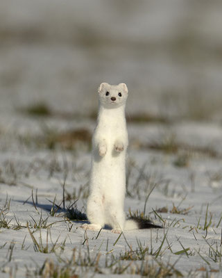 noch ein neues Hermi :-)