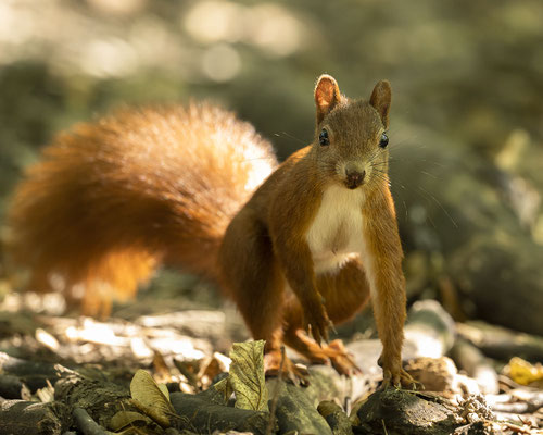 Endlich mal ein rotes Oachkatzerl :-)