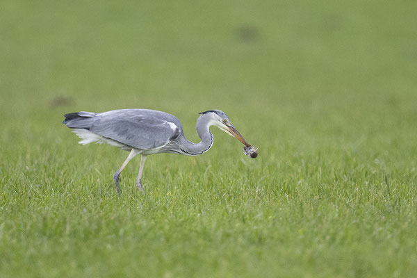 Graureihers Weihnachtsbraten :-)