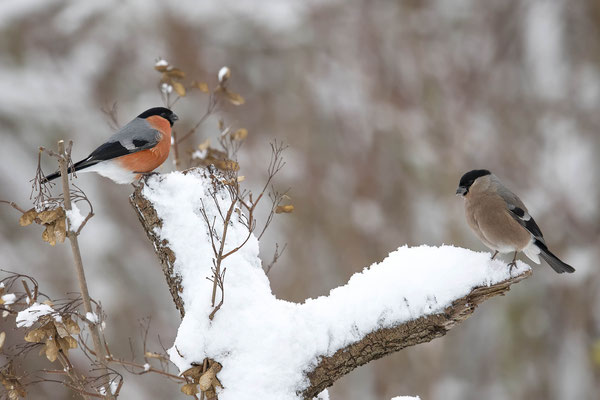Herr und Frau Gimpel