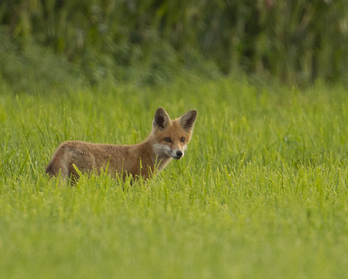 bildschöner Jungfuchs