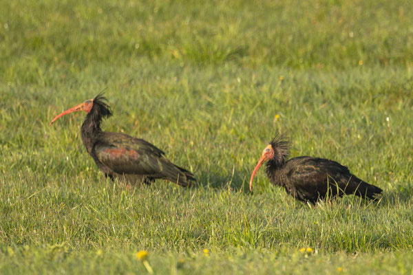 Waldrappen zu Gast im Allgäu