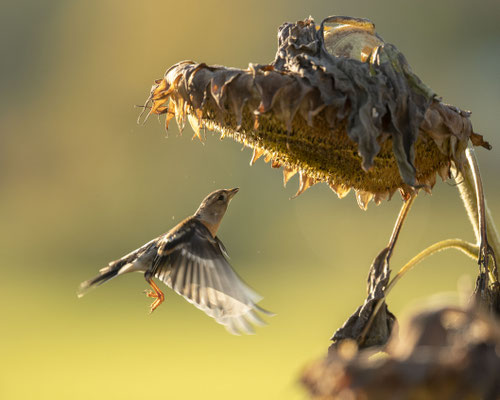 Bergfink in der untergehenden Sonne