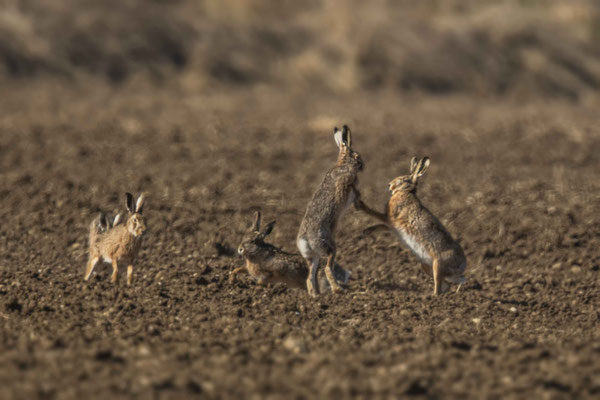 Hasenkämpfe