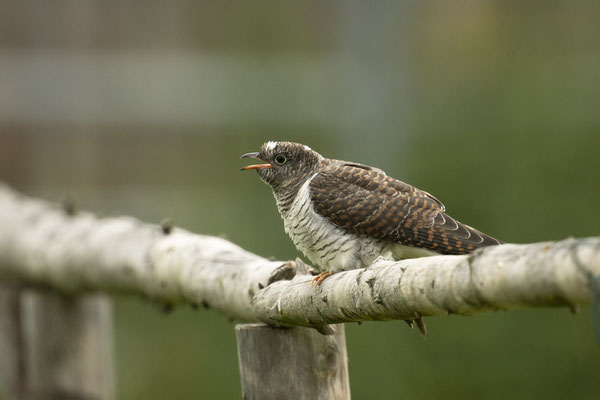 Bettelndes Kuckuckskind