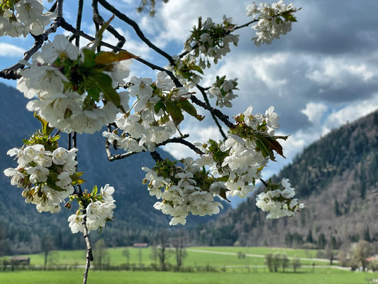 Frühling