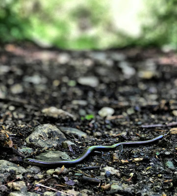 Blindschleiche