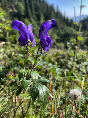 Sommerblumen