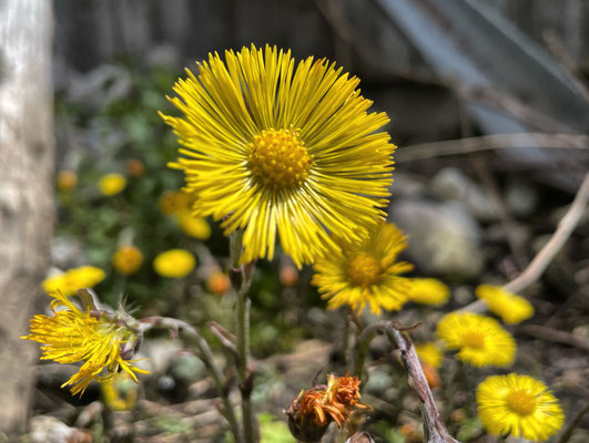 Frühlingsblumen
