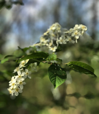 Frühlingsblüten