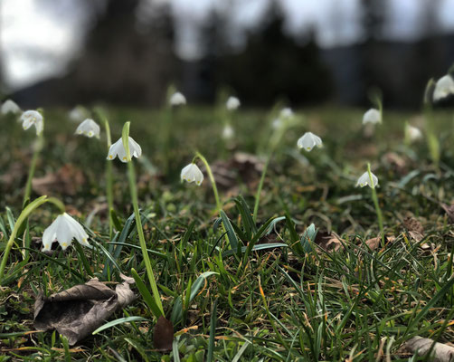 Frühlingsknotenblumen