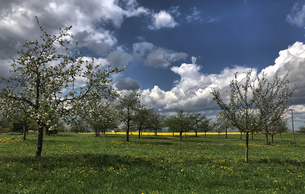 Obstbäume kurz vor Geiging
