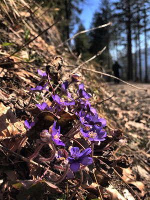 Leberblümchen