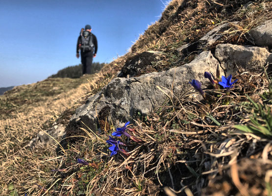 Schusternagerl auf der Spitzing-Alm