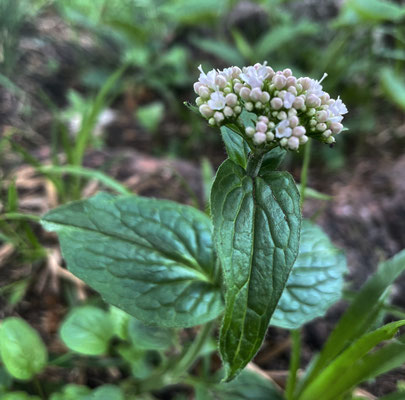 Sommerblumen auf dem Weg zum Kitzstein