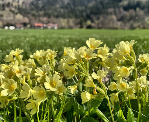Schlüsselblumen