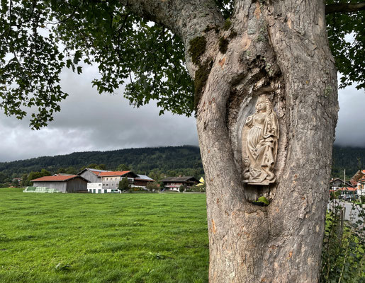 Deitail im Baustamm